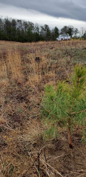 Freshly planted Table Mountain Pine at Chilhowee, TN